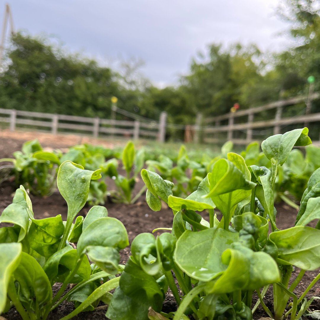 TheSnootyFox6's tweet photo. Arguably the freshest produce in Northamptonshire!
It doesn't get fresher than our homegrown produce from Brigstock.
Don't believe us? Come and try it for yourself...
Reserve a table here https://t.co/6l1DfhncEQ
#fresh #kettering https://t.co/WUzQFDOw6F
