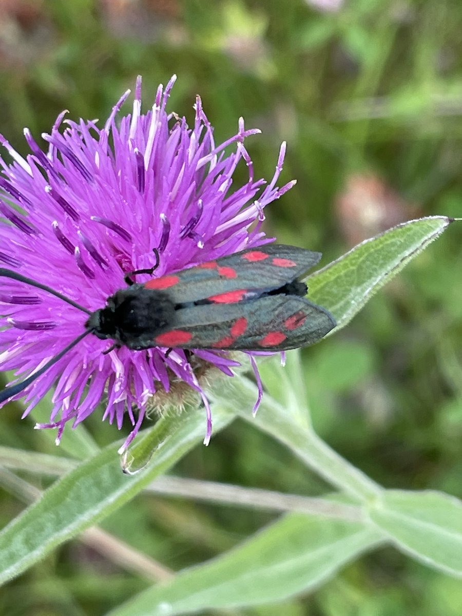 The six spot burnet loves the #biodiversity on Killahoey beach, <a href="/govisitdonegal/">Donegal Tourism</a> <a href="/BioDataCentre/">Biodiversity Ireland</a> #Donegal #LoveDonegal