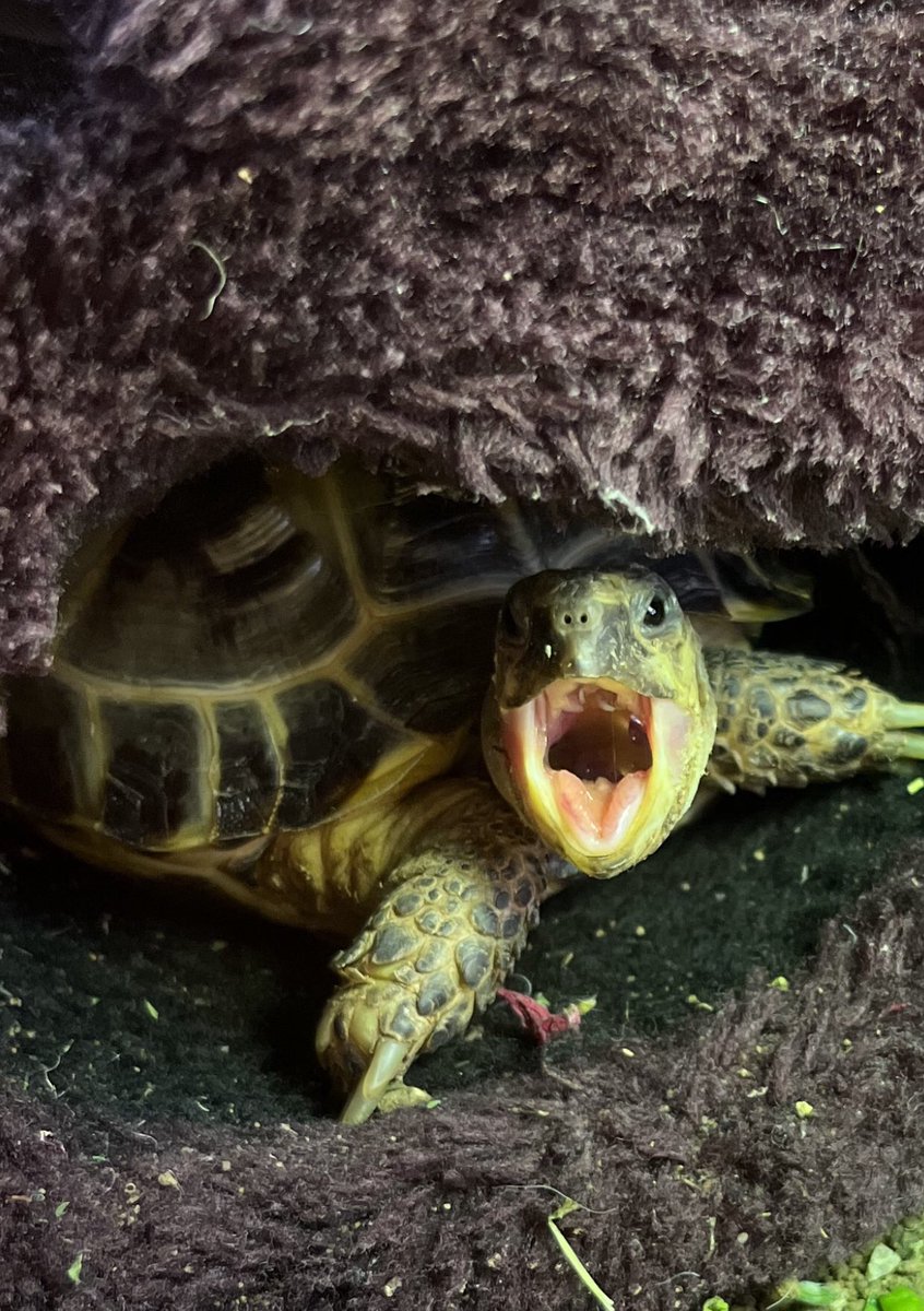 pedals121's tweet photo. Argggggh! Woke up this morning to discover that due to a โgirly tripโ Iโve been left in the care of the two male idiots. Itโs going to be a long couple of days! Wish me luck. #PoorAlbie ๐ขโน๏ธ๐ฑ https://t.co/jW2iX60tjK