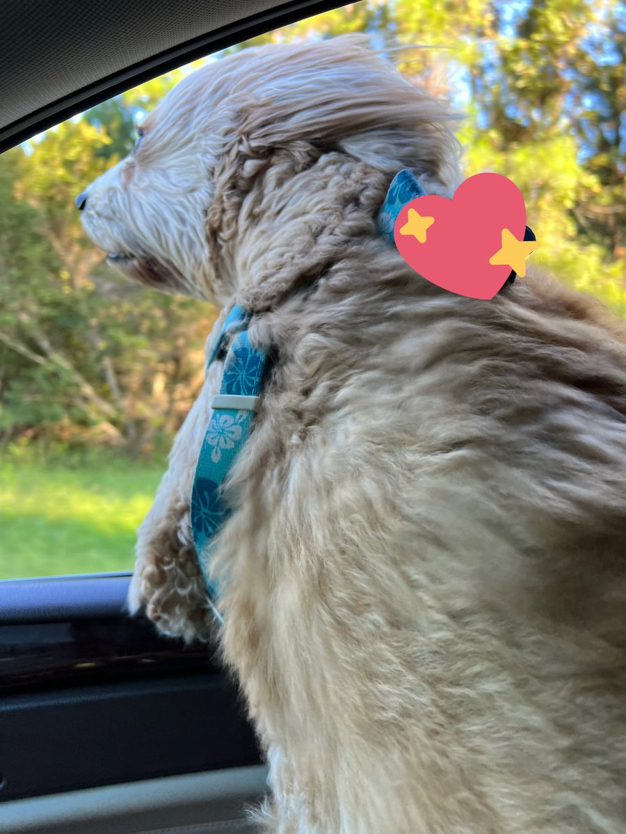 Nftnat_'s tweet photo. As stated earlier, recently moved across the country with my Charlie bear! 

Reminder for all my web3 folks to stick ya head out the window every once and a while and enjoy the moment! Things in this space move pretty fast, important to be present :) https://t.co/0GvVatdCQI
