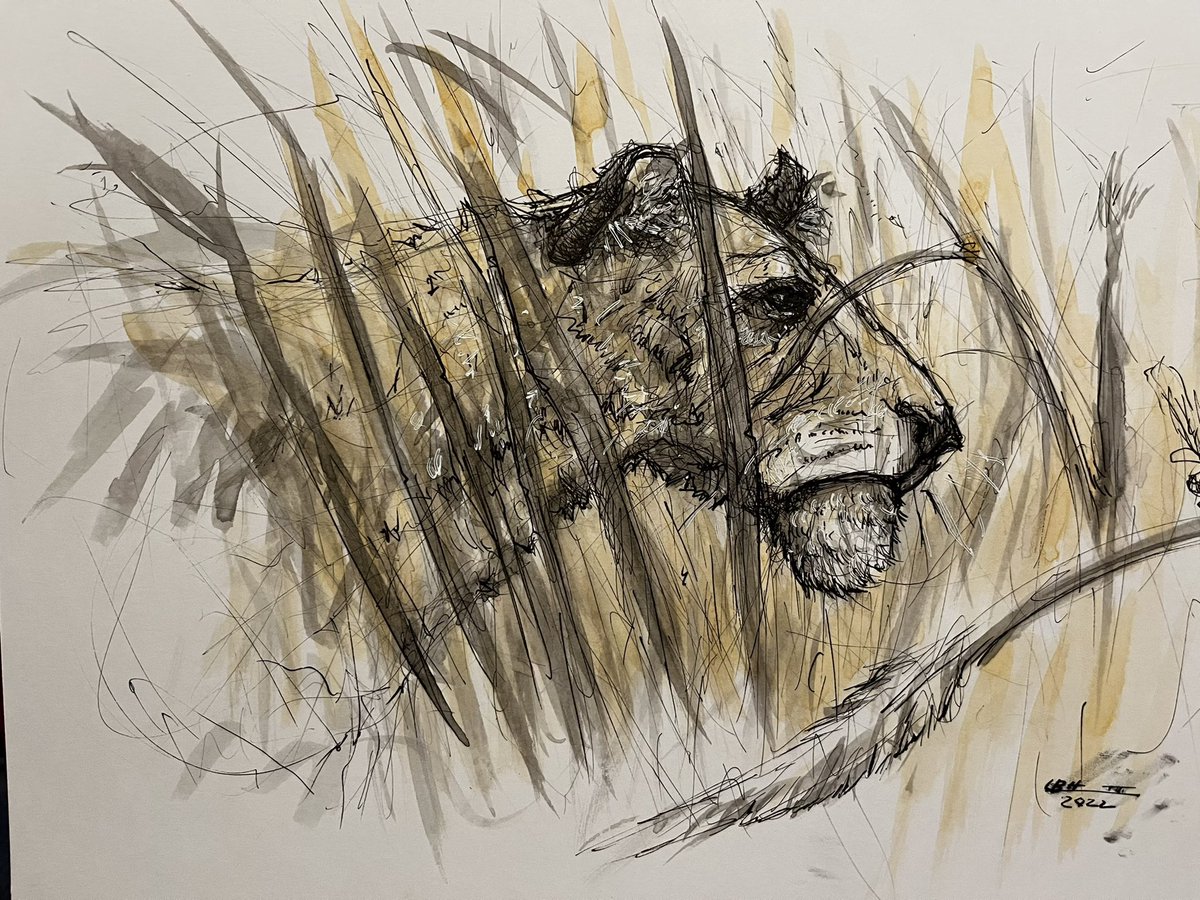 A lioness doodle 

#lioness #lionessart #bigcats #bigcatart #sketchbook #wildlife #wildlifeart #wildlifesketch #watercolor #watercolorart #pen #penandink #doodle
