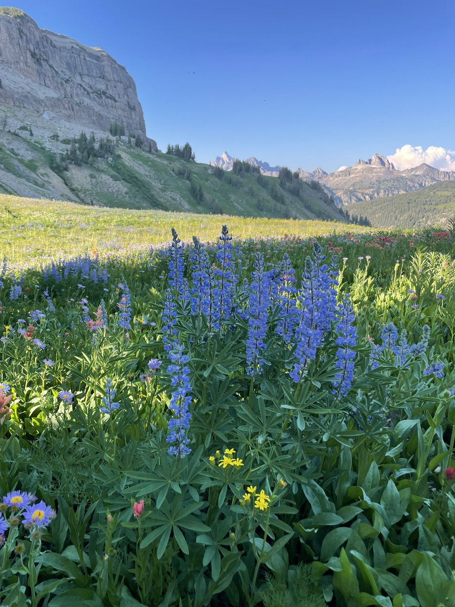 tessapulaski's tweet photo. A beautiful few days backpacking on the Teton Crest Trail in @GrandTetonNPS. Lived up to (and exceeded) our expectations from this 2021 @sahiltner article: https://t.co/nKLmOtn7Hz https://t.co/ekXXpLju5L