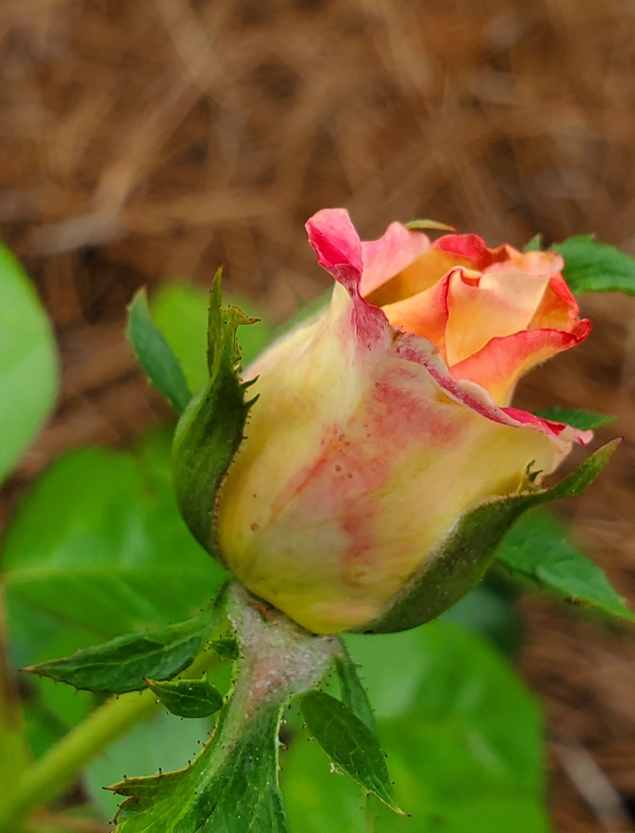 TSvetlanab's tweet photo. This #RoseWednesday features two of my color morphers. Top is the new Love &amp; Peace hybrid tea. bottom is of course the Dream Come True grandiflora, Mon. eve and Tue. morning.
#roses #flowerphotography https://t.co/oThMIc2gev