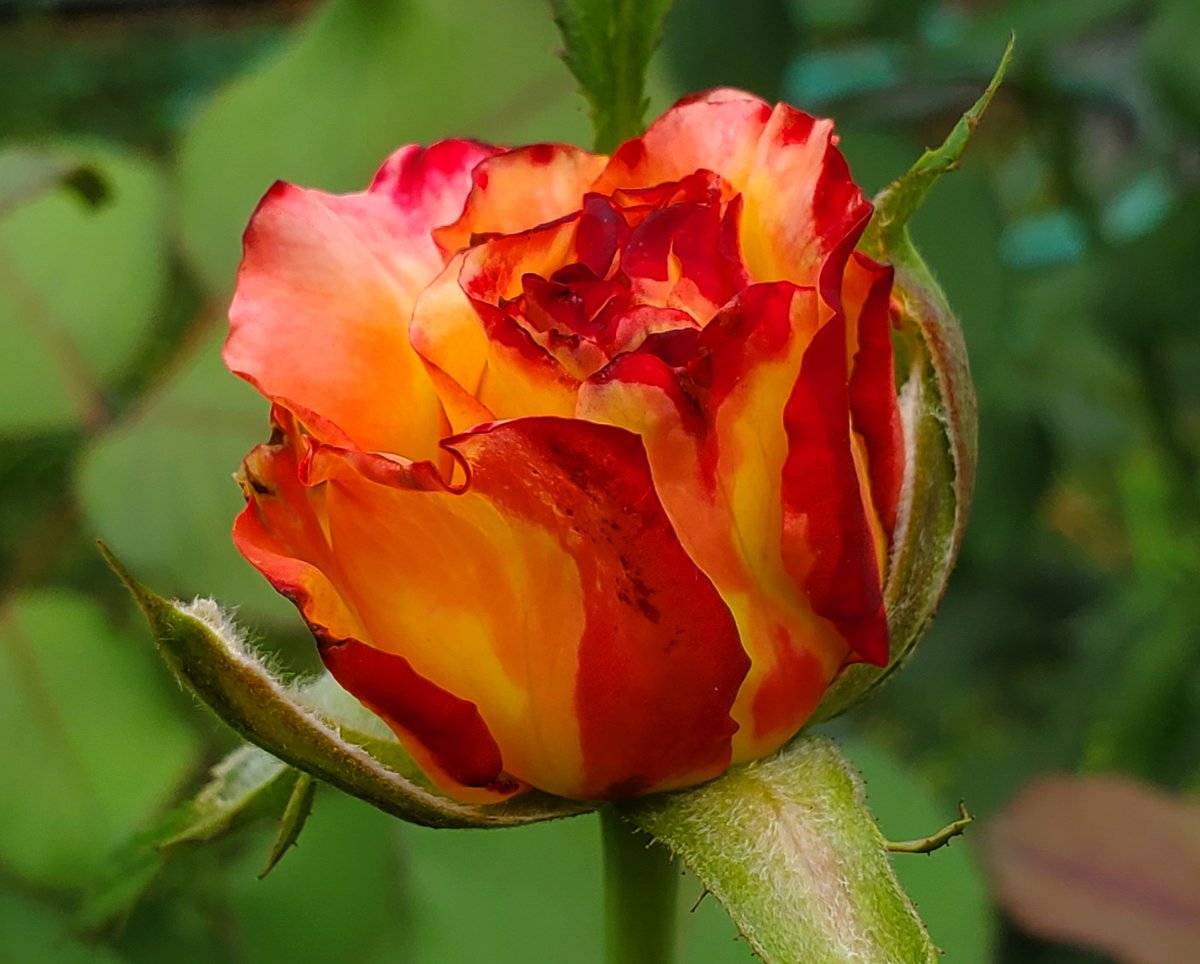 TSvetlanab's tweet photo. This #RoseWednesday features two of my color morphers. Top is the new Love &amp; Peace hybrid tea. bottom is of course the Dream Come True grandiflora, Mon. eve and Tue. morning.
#roses #flowerphotography https://t.co/oThMIc2gev
