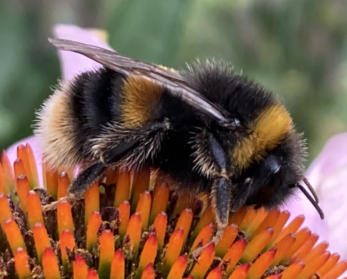 andyrick_birds's tweet photo. Hoping Bee naming is as literal as bird naming. Buff-tailed Bumble Bee? On self seeded Eastern Purple Cone Flower. #BeeID #Bees https://t.co/8cG1pfG1gu