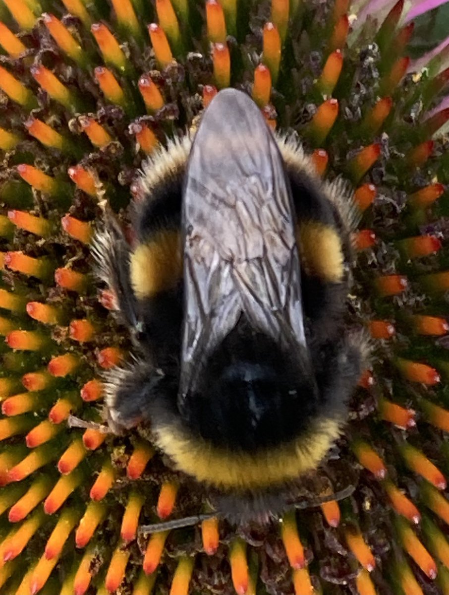 andyrick_birds's tweet photo. Hoping Bee naming is as literal as bird naming. Buff-tailed Bumble Bee? On self seeded Eastern Purple Cone Flower. #BeeID #Bees https://t.co/8cG1pfG1gu