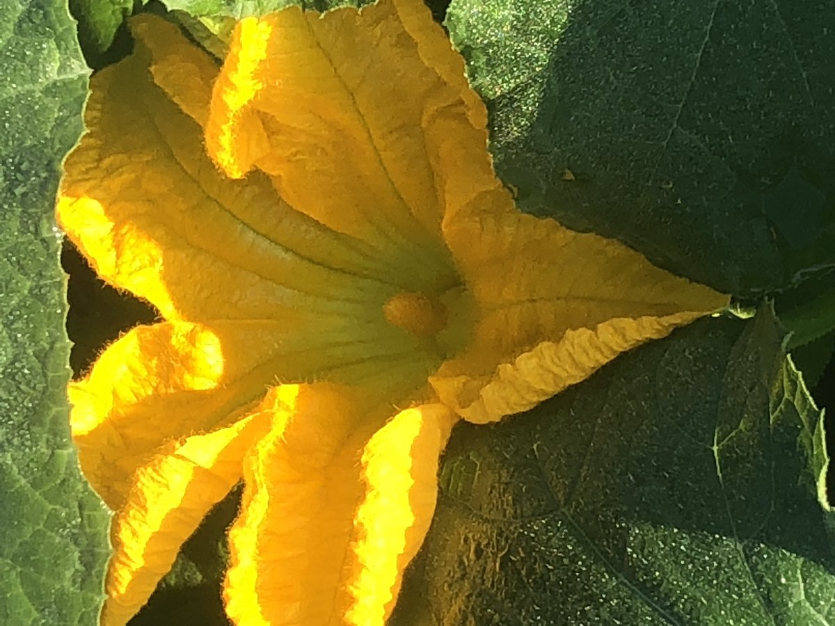Pastor_Jim's tweet photo. #pumpkins!
#Psalm46
Be still, and know that I am God. Psalm 46:10a
#PsalmForToday #mymorningpromenade🏃 #stuffiliketolookat https://t.co/JBcCWTLzH4