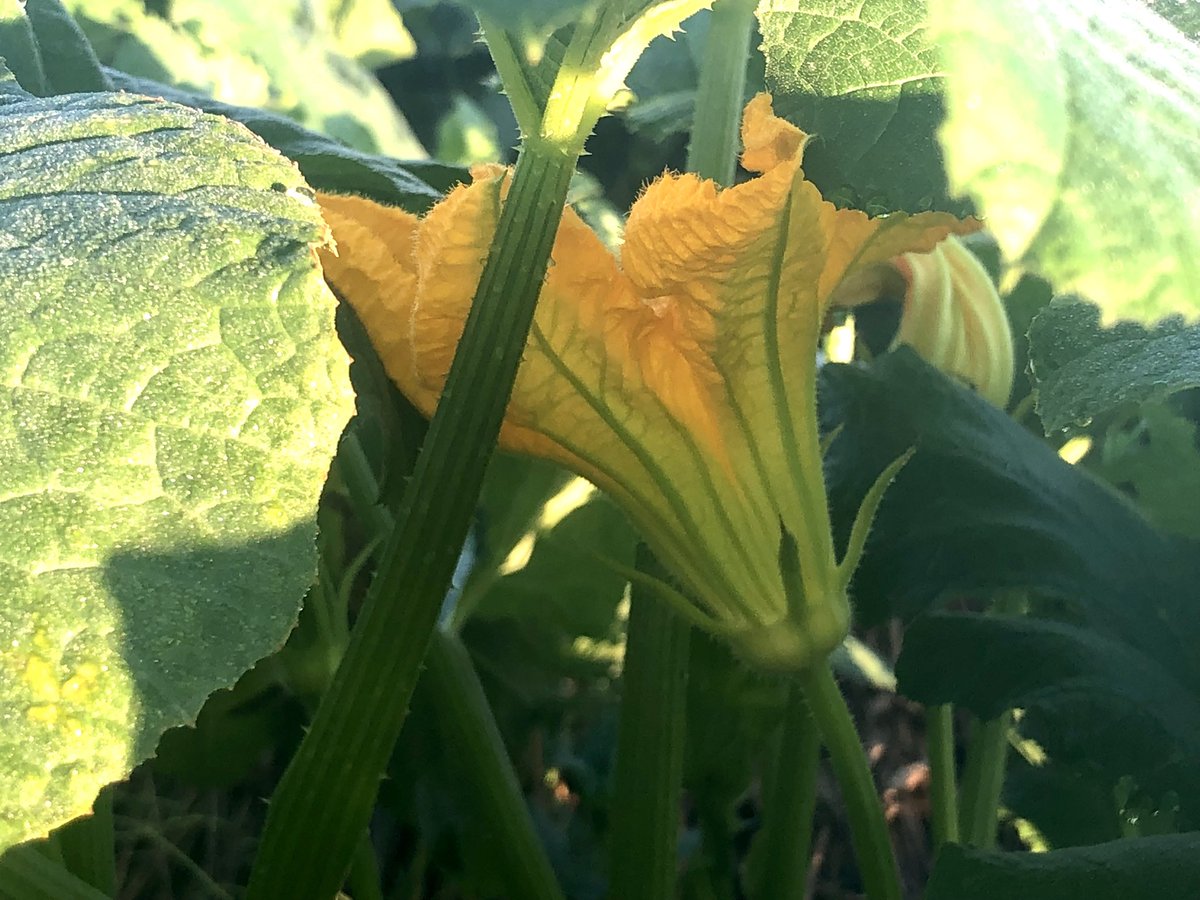 Pastor_Jim's tweet photo. #pumpkins!
#Psalm46
Be still, and know that I am God. Psalm 46:10a
#PsalmForToday #mymorningpromenade🏃 #stuffiliketolookat https://t.co/JBcCWTLzH4