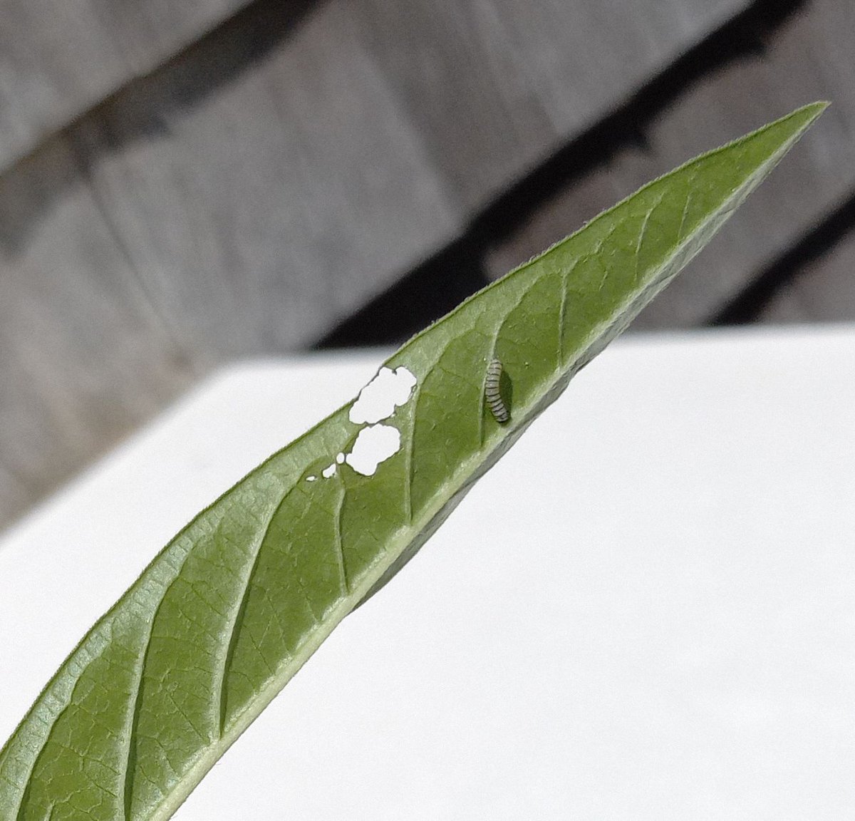 question, is this a baby monarch butterfly?  if so . . .i have 4 milkweeds on my deck.  what should I do???  #monarch