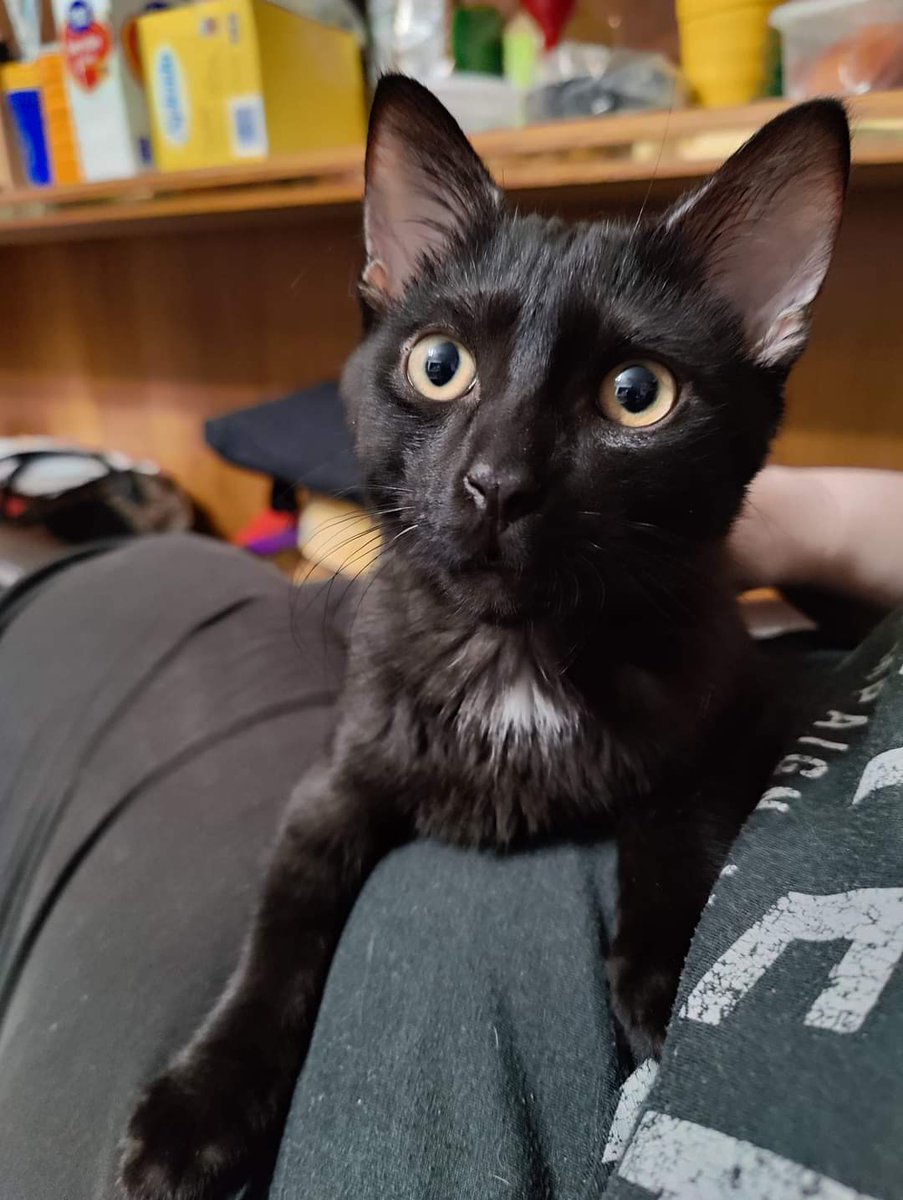 Tangitude's tweet photo. Meowmy, I haz a concern.
.
.
.
.
.
.
#KittensOfTwitter #BlackCatsofTwitter #AdoptDontShop #BlackCat #CatsOfTwitter #catlovers https://t.co/yPTw5mIVOz