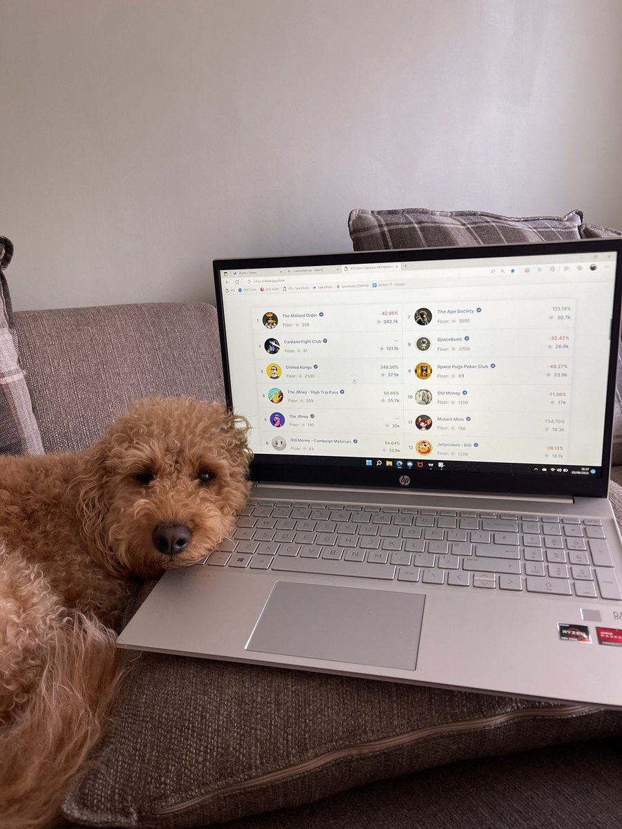 CnftChris's tweet photo. Just me and my buddy browsing #JPEG’s 😍

#CNFT #Cardano #NFT #Cardoggo https://t.co/89r7F9N10A