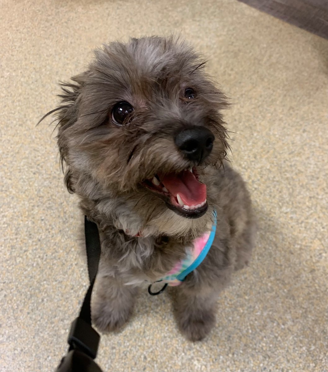 Happy #WellnessWednesday!

Dogs mark by urinating on upright objects. Leaving a scent mark with urine is a normal dog communicative behavior. Marking is most likely to occur on or near new or novel odors, especially the urine left by other dogs.