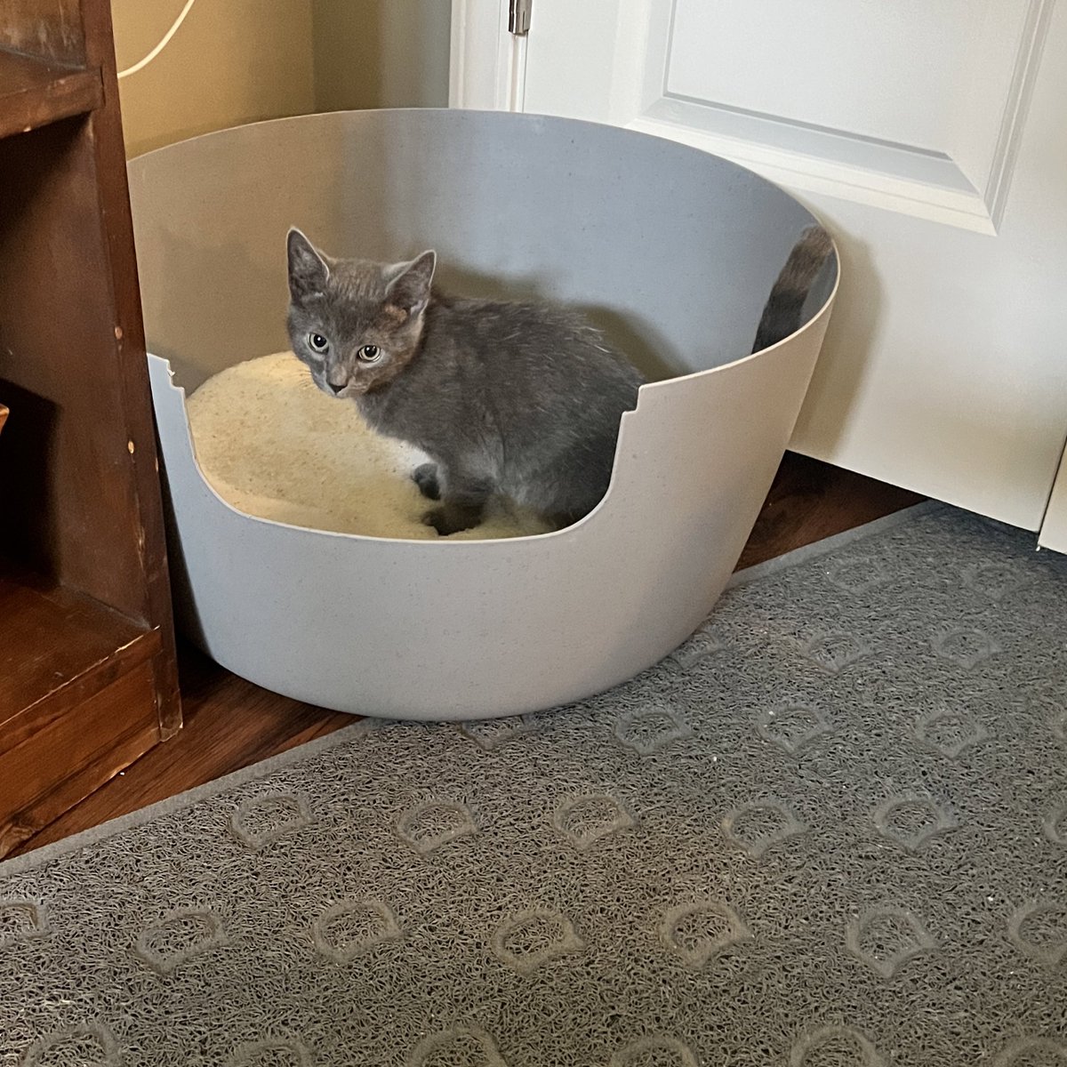 testing out <a href="/PrettyLitter/">PrettyLitter</a> in my brand new commode