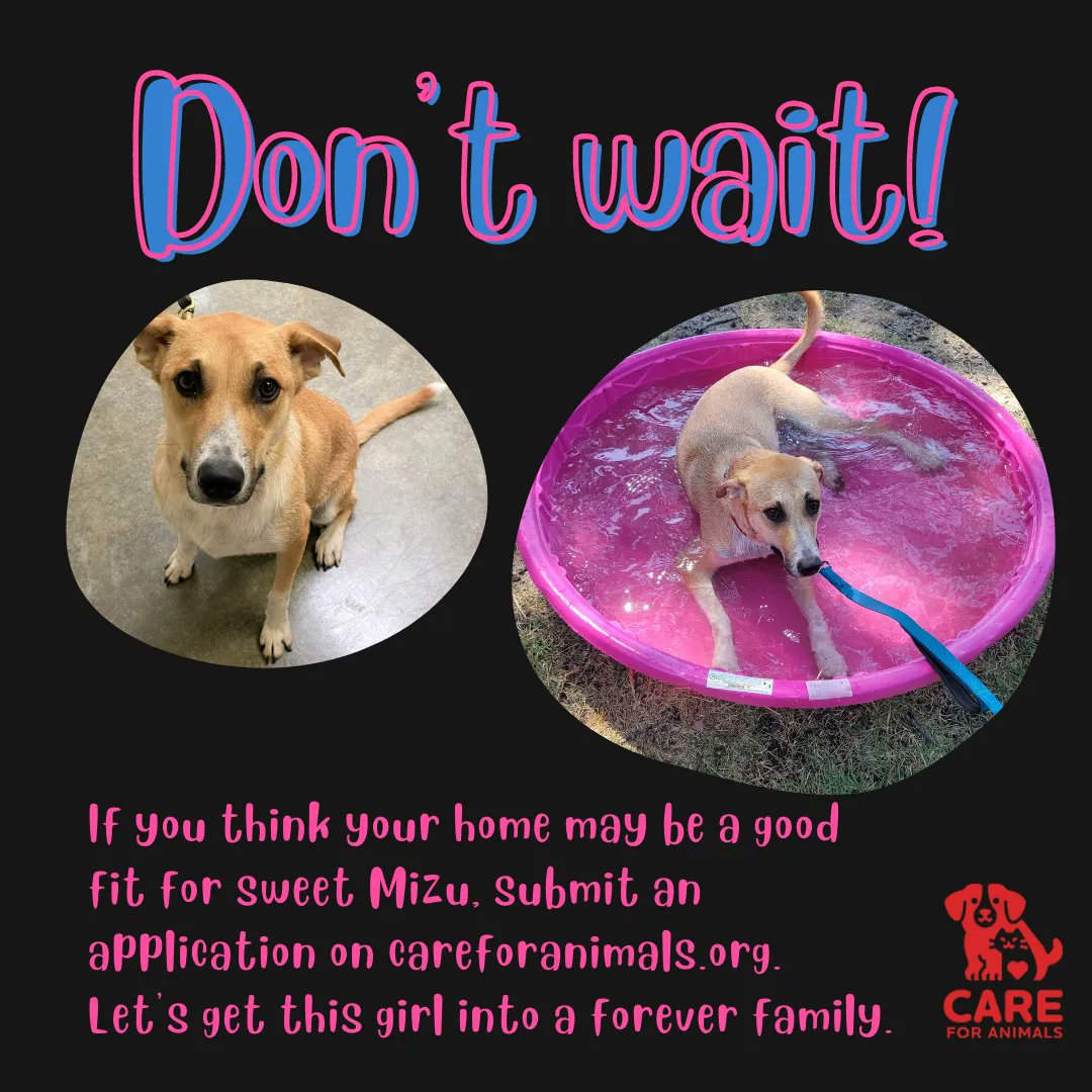 Please share! Let's get this girl some much-needed attention!
Mizu will be at CARE's public showing this Saturday from 11-2.