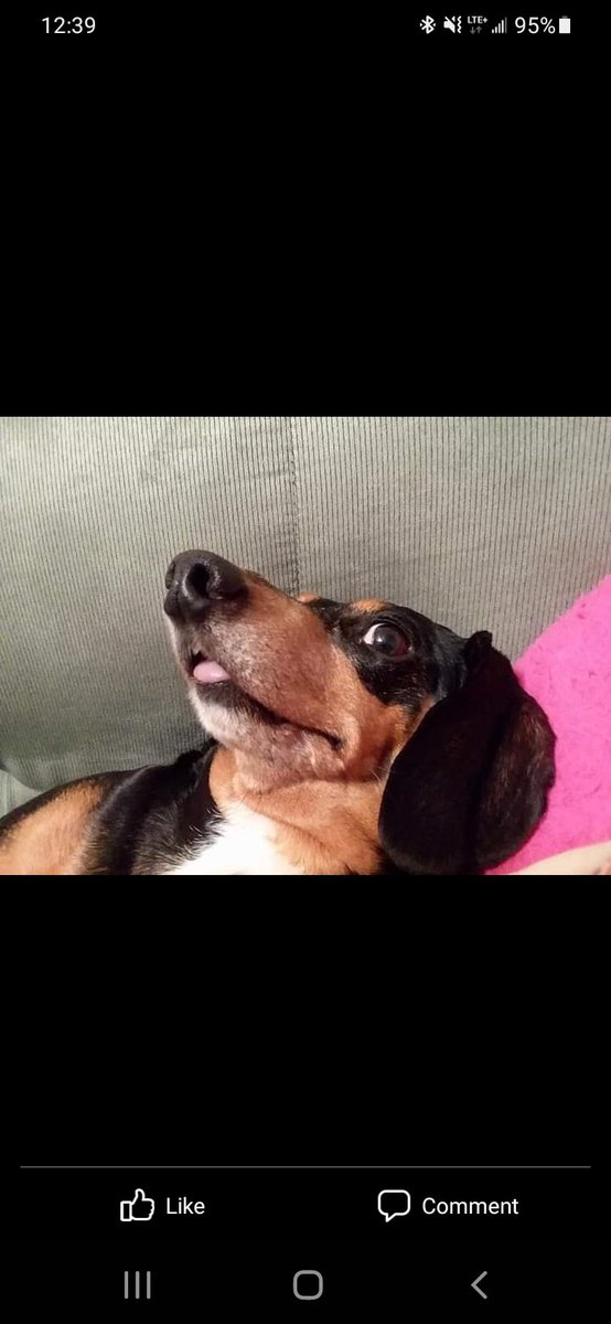 library_whore's tweet photo. @ellle_em My mom's doggie 😋 https://t.co/3xUSuStoaK