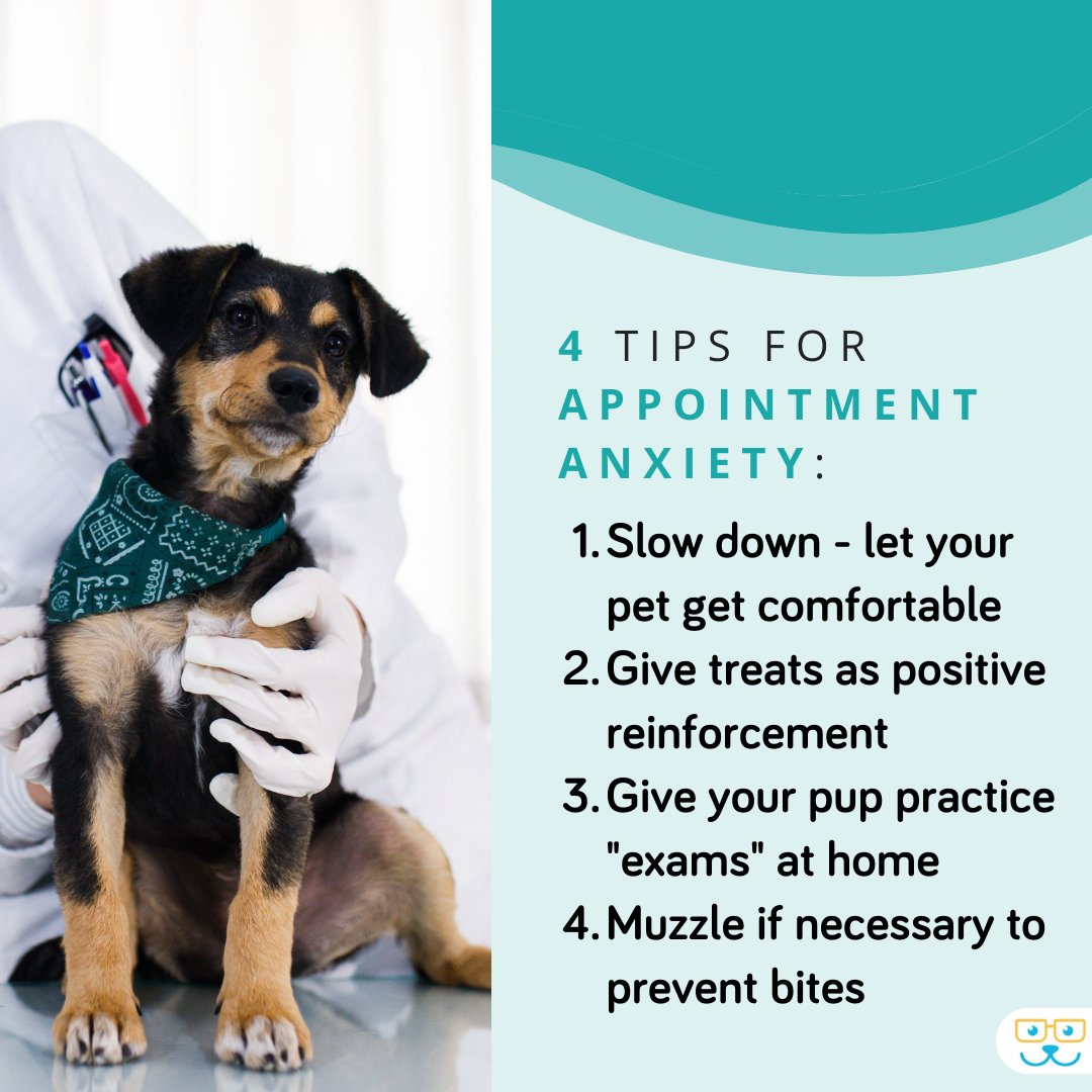 We always strive to provide a comfortable experience for you and your pets, but we understand that some anxious pets don't love the experience. Here are a few tips that might help to curb anxiety.