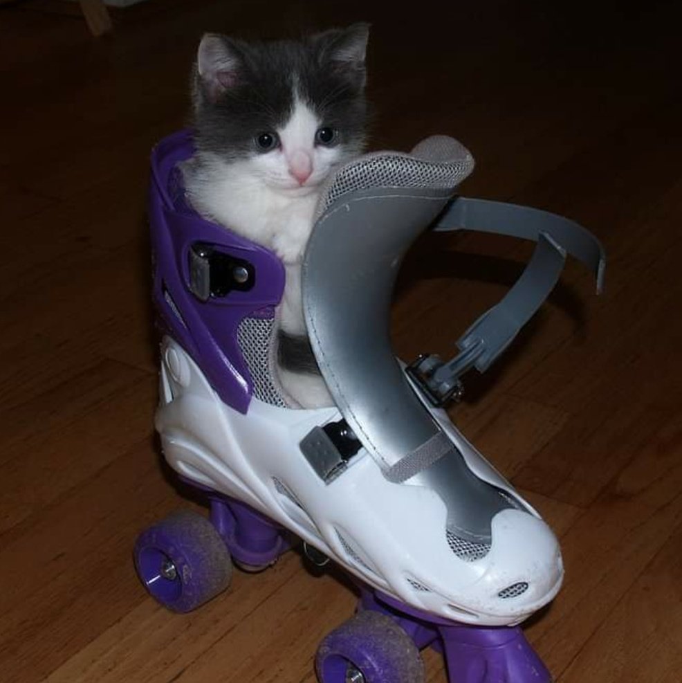 bipbopemma's tweet image. like and share this cat to have goodluck