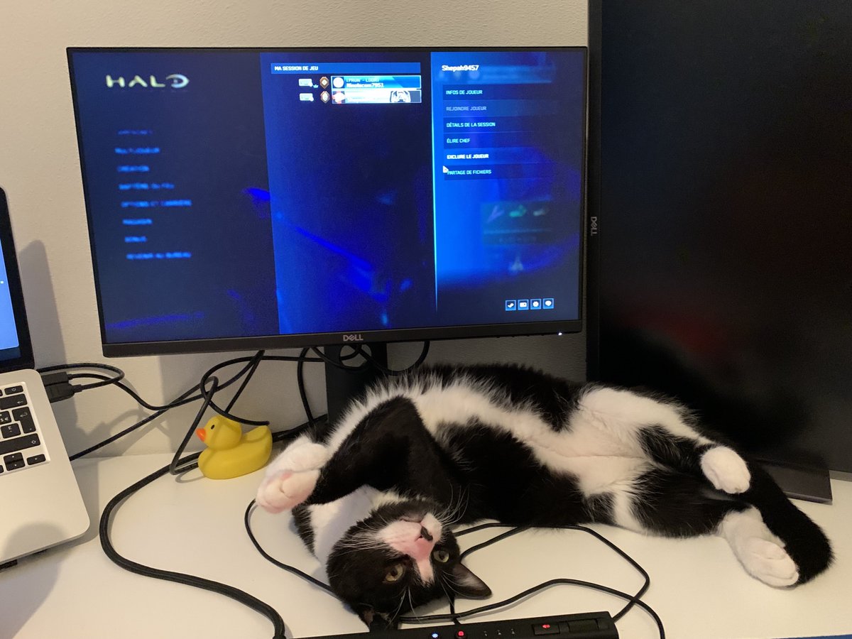 cats who play video games (@gamercatss) on Twitter photo 