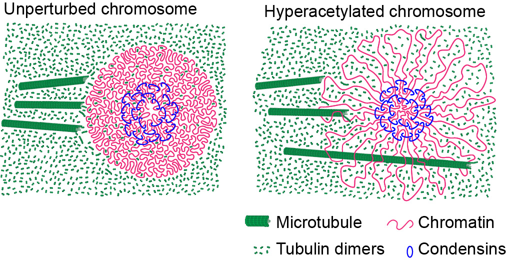 Gerlich_Lab's tweet photo. Proud to have brought together labs around the @viennabiocenter, and across the Atlantic, on this collaborative effort to understand how DNA looping and chromatin volume compaction cooperate to form mitotic chromosomes! #chromatin #mitosis #condensin #histone #phaseseparation
6/6 https://t.co/RLjqrTF8qH