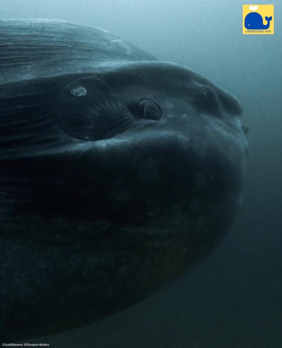 ObserversApp's tweet photo. AMAZING record of a huge Ocean Sunfish (Mola Mola) reported by @surfacebelow_ireland seen off the Aran Islands on the west coast of Ireland this week! 
#ObserversApp #CitizenScience #MolaMola #Sunfish #gettheapp #divers #divingireland #marinemegafauna #oceansunfish ##data #MPAs https://t.co/lcAb222EPl