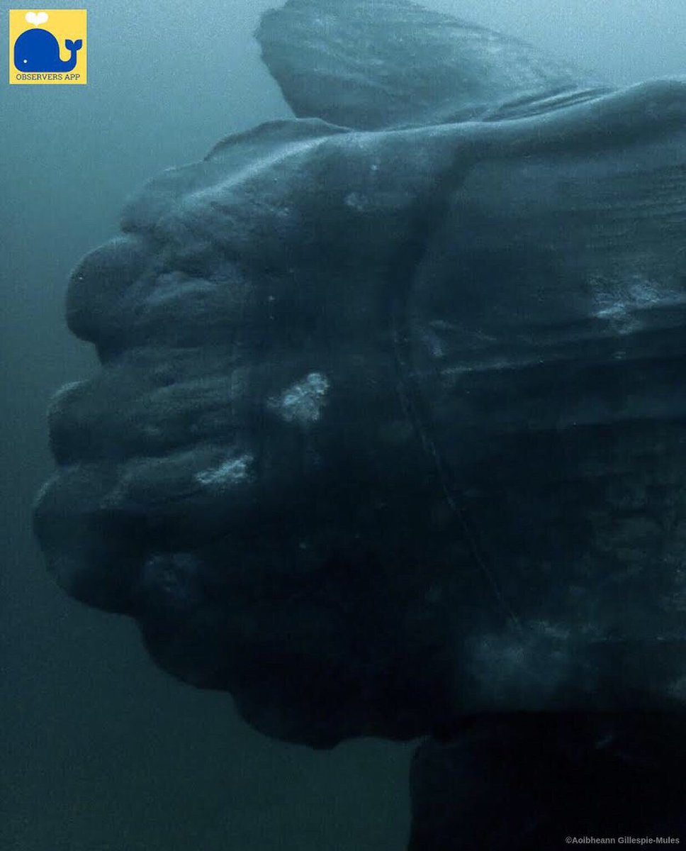 ObserversApp's tweet photo. AMAZING record of a huge Ocean Sunfish (Mola Mola) reported by @surfacebelow_ireland seen off the Aran Islands on the west coast of Ireland this week! 
#ObserversApp #CitizenScience #MolaMola #Sunfish #gettheapp #divers #divingireland #marinemegafauna #oceansunfish ##data #MPAs https://t.co/lcAb222EPl