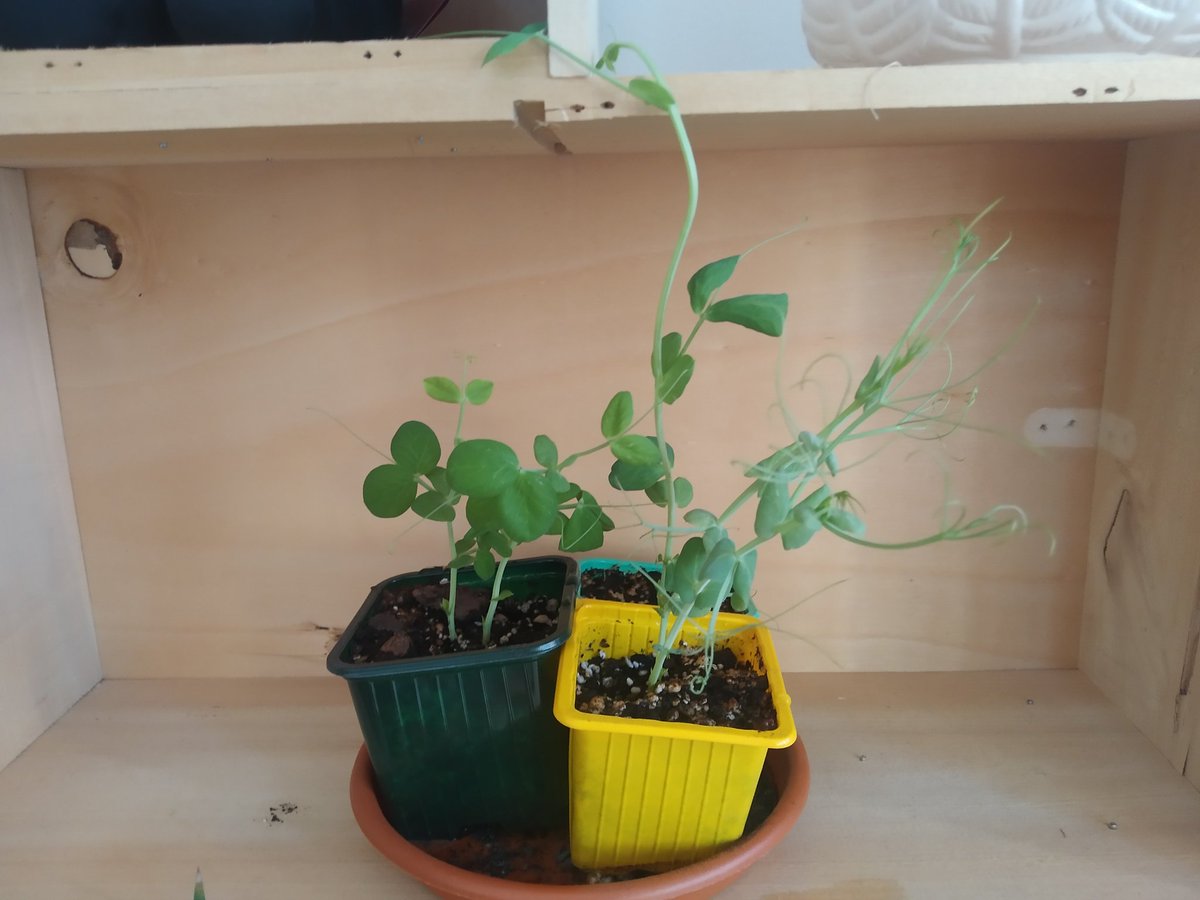 🌱Here we are recreating #Mendel's #peas experiments thanks to @GeneticsUB.

They are growing so fast! 
 #Genetics #Mendel200