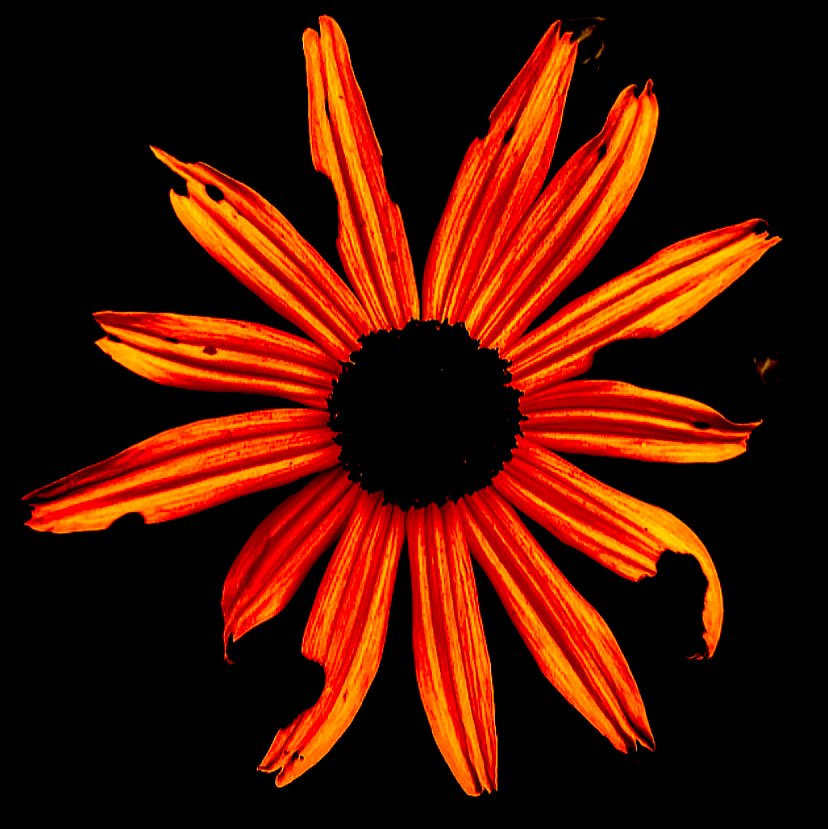TheKateEscapes's tweet photo. Emblazoned 🔥
#flowerphotography #floralart #flowerlovers #rudbeckia #macro #macrophotography #NaturePhotography #nature #emblazoned #firelike https://t.co/zRjFSXNASg