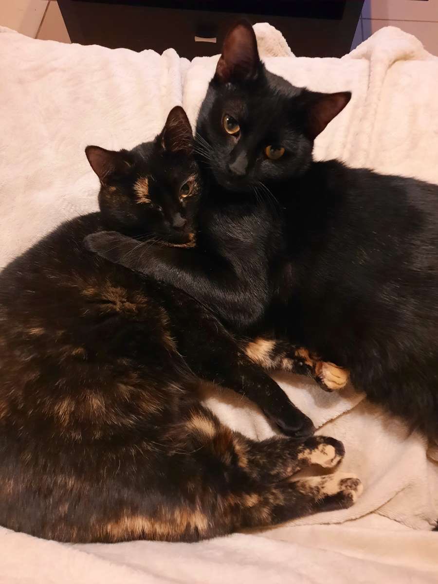 psycxtate's tweet photo. @felicieakafee faut pas me le dire deux fois, mes enfants 🤍🤧 https://t.co/zrH9u2BiL1