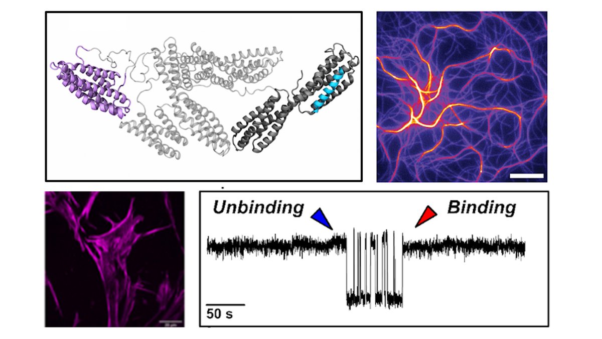 Frauke Graeter (@graeter_mbm) on Twitter photo Two best friends 🧑🤝🧑holding on to letting go: Our new study on vinculin-talin is out on bioRxiv, with a crisp mix of magnetic tweezers, simulations, actin bundling and cell experiments. Fantastic collaboration with <a href="/RafaTRojo/">Rafael Tapia-Rojo</a>, Medalia lab <a href="/UZH_ch/">Universität Zürich</a>, Geiger lab <a href="/WeizmannScience/">Weizmann Institute</a>. 🧵 Two best friends 🧑🤝🧑holding on to letting go: Our new study on vinculin-talin is out on bioRxiv, with a crisp mix of magnetic tweezers, simulations, actin bundling and cell experiments. Fantastic collaboration with <a href="/RafaTRojo/">Rafael Tapia-Rojo</a>, Medalia lab <a href="/UZH_ch/">Universität Zürich</a>, Geiger lab <a href="/WeizmannScience/">Weizmann Institute</a>. 🧵