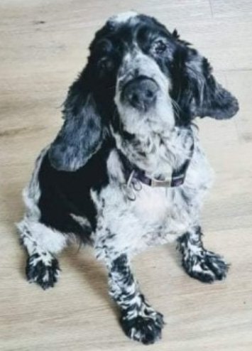 bs2510's tweet photo. ALFA #SpanielHour
Female #CockerSpaniel Spayed Blue Roan Left ear sewn up under flap Scar on belly Partial face paralysis Microchipped
#Missing 14 Jun 2022 #Inchantotane #Newmarket #CoCork #Ireland from home She is Old & Deaf & on Medication.
https://t.co/sNj3saYbdz https://t.co/34wF7WHp1n