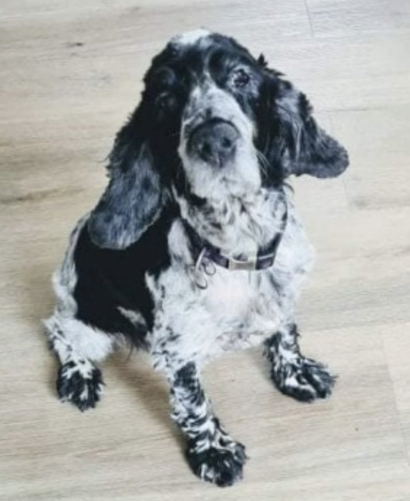 rosieDoc2's tweet photo. #SpanielHour
ALFA appears in #CountryMansWeekly 3/8/22
⛔️MISSING ELDERLY/DEAF⛔️
Partial face paralysis on one side
#Newmarket area of COUNTY #Cork #Inchantotane
HAVE U SEEN HER SINCE 14/6/22
https://t.co/GolJ8DY6ec
@MissingDogsIrl @StolenNi @MissingStolen @PcsharonPage https://t.co/XZqsFX76HC