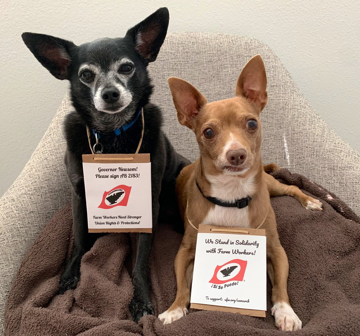 1alyssakang's tweet photo. Igor and Smokey are having a mini solidarity rally in support of the farmworkers marching from Delano to Sacramento!

“@GavinNewsom, can we count on you to sign #AB2183? It would be so pawesome if you did!”

🐾 For ways to support @UFWupdates &amp; more info: https://t.co/QypnYc4SIC https://t.co/bT1A7PLXrf