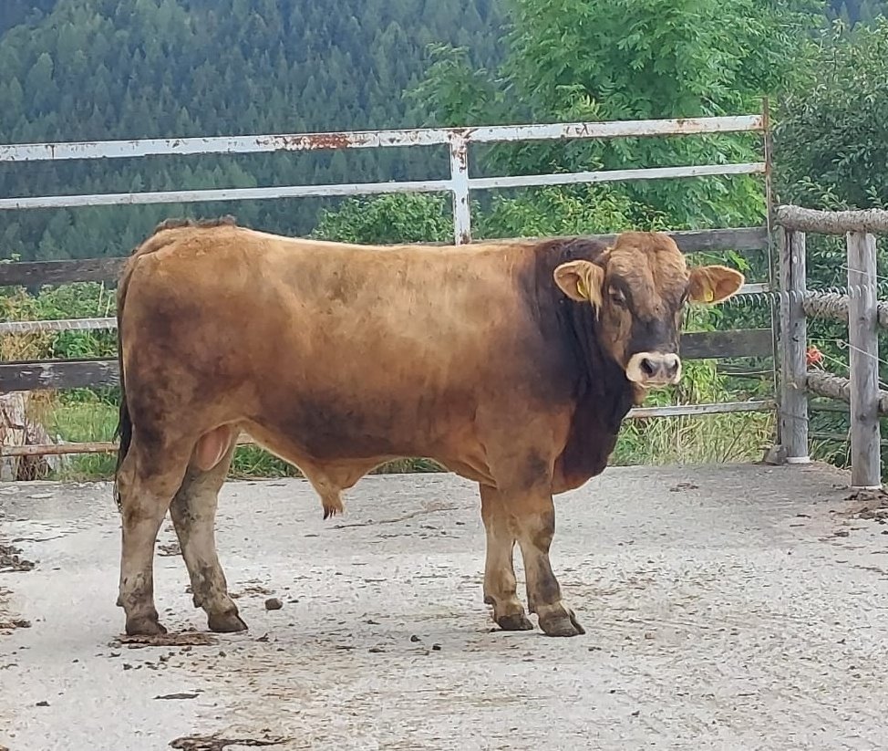 styrian_anna's tweet photo. "I'm sexy and I know it"
Der Jungstier hat die richtige Attitüde für einen Herdenchef 😅 https://t.co/Ah9TXdTXlO