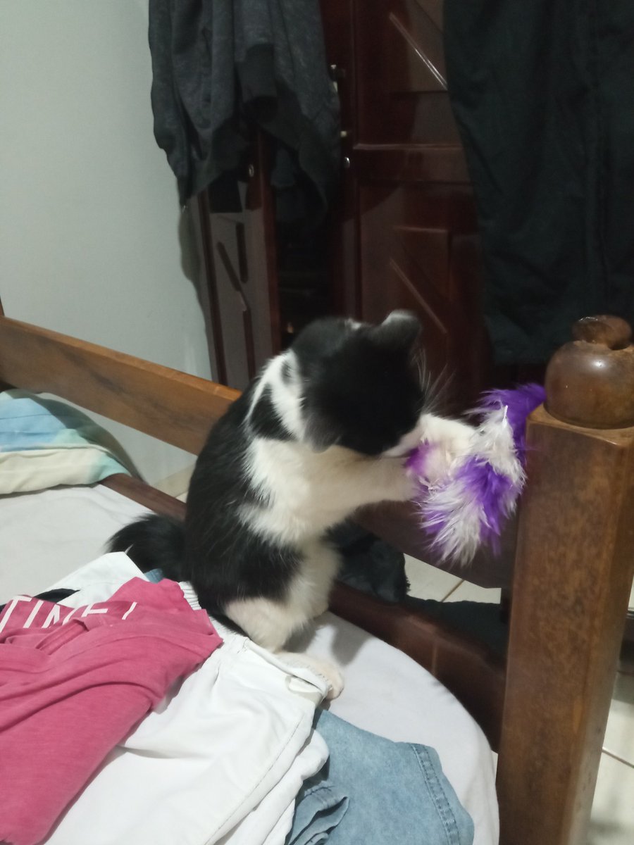 Olá boa tarde meus amigos, Gostaria de poder pedir a ajuda de vcs com qualquer valor que puderem, Meu gato infelizmente foi atropelado e passou por uma cirurgia muito grave e transfusão de Sangue.
Sei que é chato pedir isso 
Mas não temos condições de arcar com tudo.