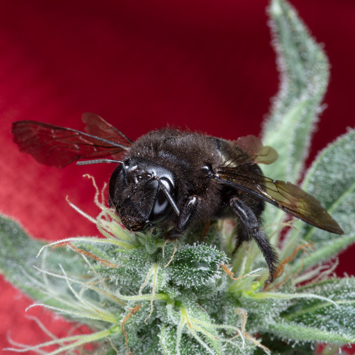 Bee-eautiful! 🖖🐝
#romulangenetics