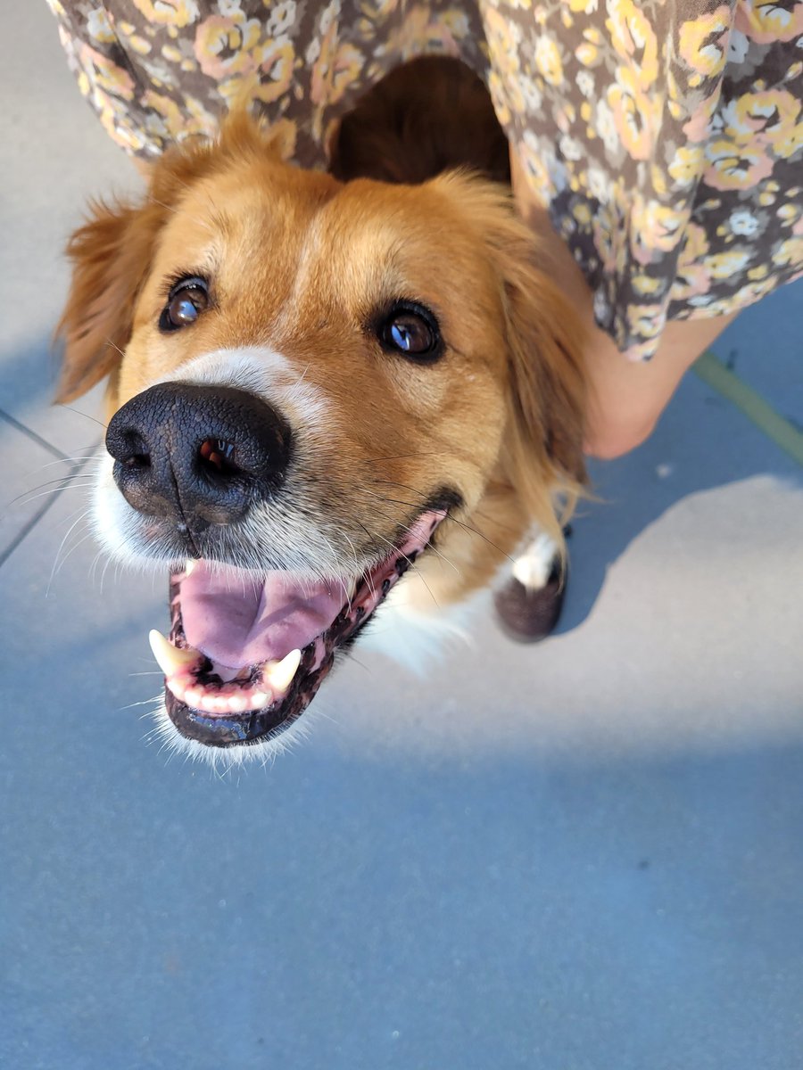Darrelthedoge's tweet photo. #summerinslu https://t.co/wDUhqmz1om