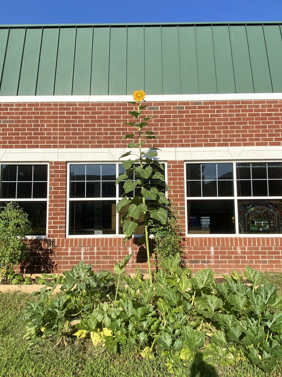 Sunflower bursting above the building at the Legacy Garden! Great job Dirt Dogs! #LegacyES