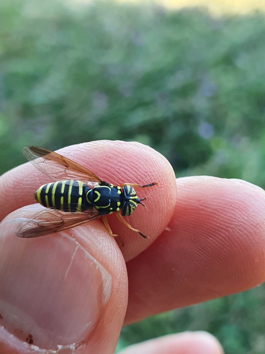 Summer in the city: collected hoverfly Spilomyia saltuum this morning. Such  a fantastic wasp mimic 💘

#zagreb #urbanecology #pollinators