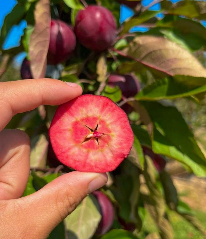 WorldwideFruit1's tweet photo. See the inside of this years Kissabel R204 Series! 🍎

We're looking forward to getting these Apples on the shelves by December/ January time!

#WFL #Kissabel #Redflesh #Apple https://t.co/SCTsshpLmZ