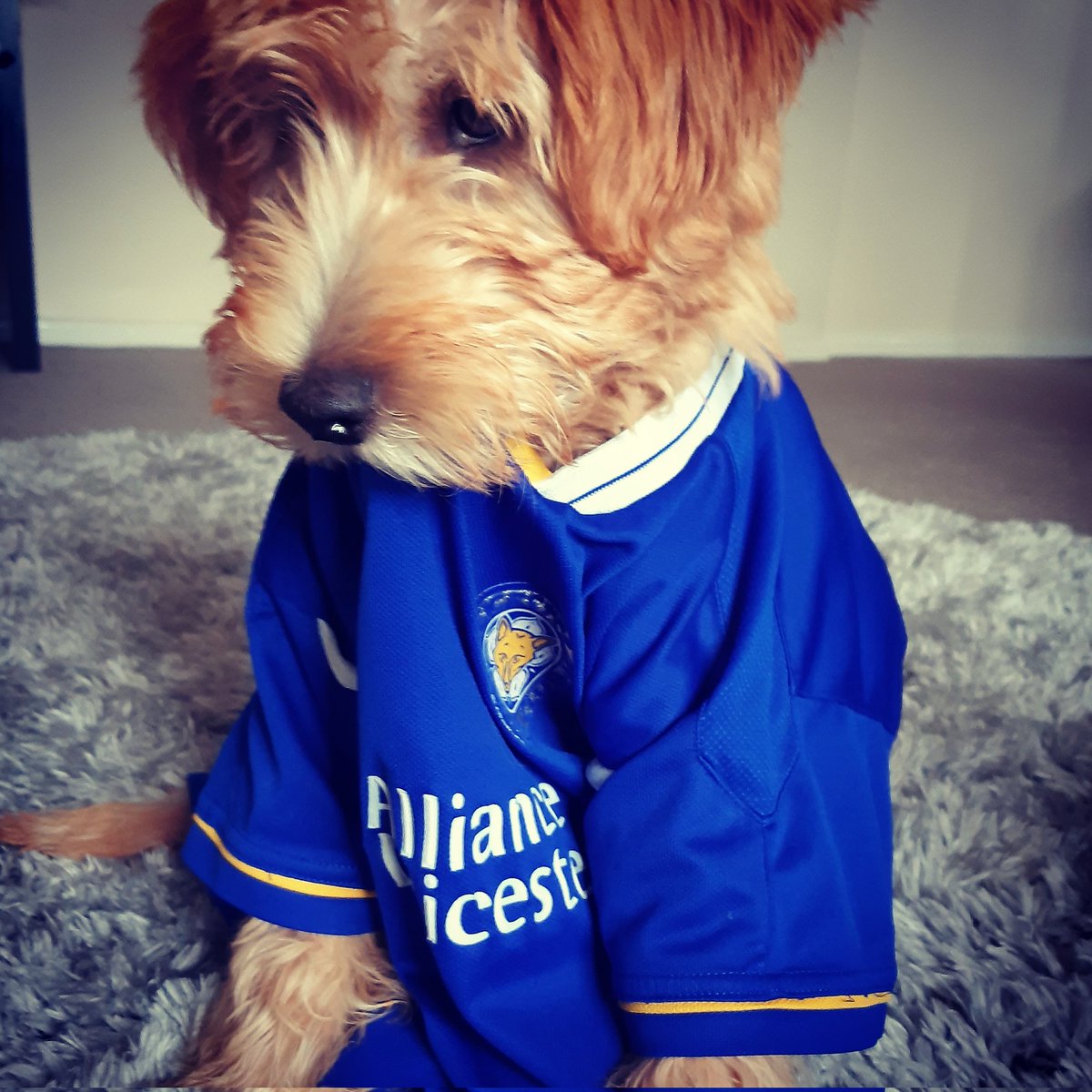 Fran Heathcote 🦊 (@team_heathcote) on Twitter photo Good luck to a <a href="/LCFC/">Leicester City</a> legend! #Thankyoukasper
Going to miss this guy - one of my favourite players 💙- loved him being part of writing the FOXES history. <a href="/kschmeichel1/">Kasper Schmeichel</a> I even named my dog after you 😊🦊🐶 and he is great in goal!
You will always be a fearless fox! Good luck to a <a href="/LCFC/">Leicester City</a> legend! #Thankyoukasper
Going to miss this guy - one of my favourite players 💙- loved him being part of writing the FOXES history. <a href="/kschmeichel1/">Kasper Schmeichel</a> I even named my dog after you 😊🦊🐶 and he is great in goal!
You will always be a fearless fox!