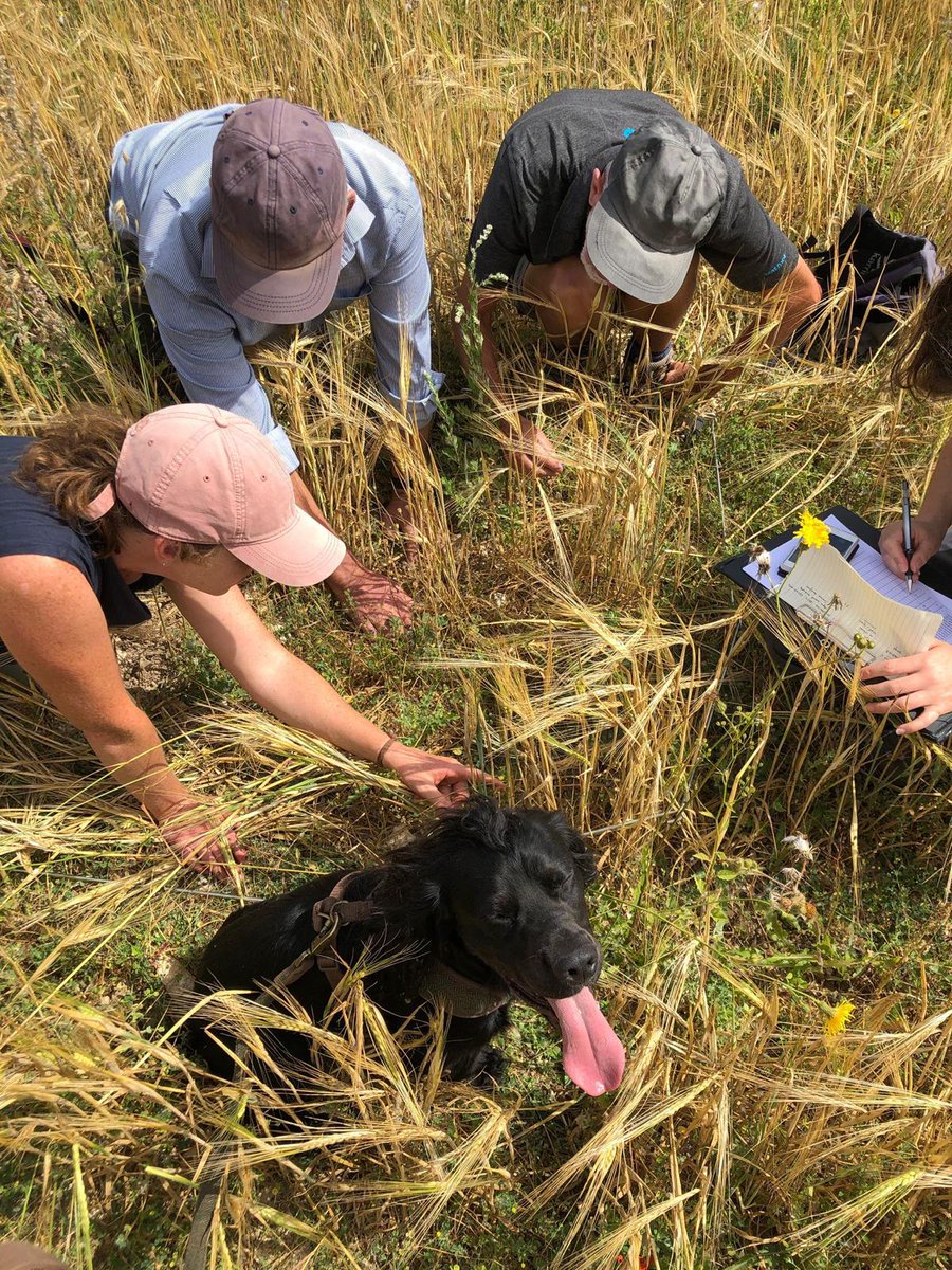 FWAGSouthEast's tweet photo. Our new mini-adviser looks as though they're feeling very confident identifying arable plants #fwagse #fwagsoutheast #adviserlife #teamwork #arable #plantidentification #farming https://t.co/igh9DvLfaA