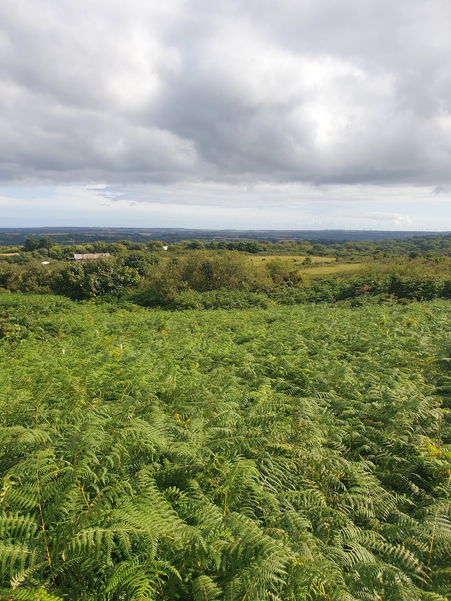 #3goodthings #cornwallhour 
1. 2nd day of our staycation and an amazing visit to watch jousting at <a href="/pendenniscastle/">Luke Jope</a> 
2. As we're at home literally we did day 2 with friends #lovewhereyoulive #bestfriends 
3. A double oreo marshmallow smore after a fab nature walk  #