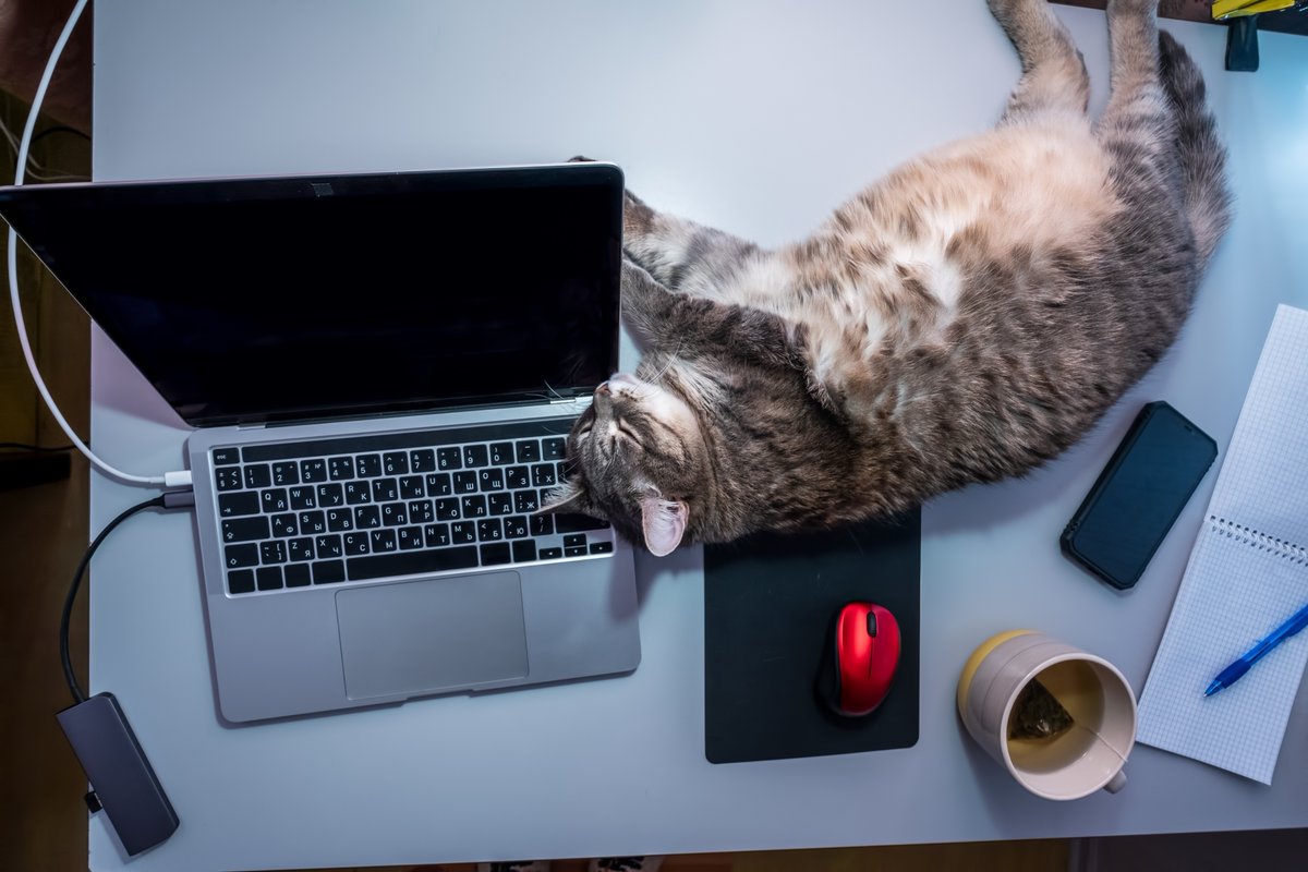 I am the meowment. 
Tag your favfurrite coworker.