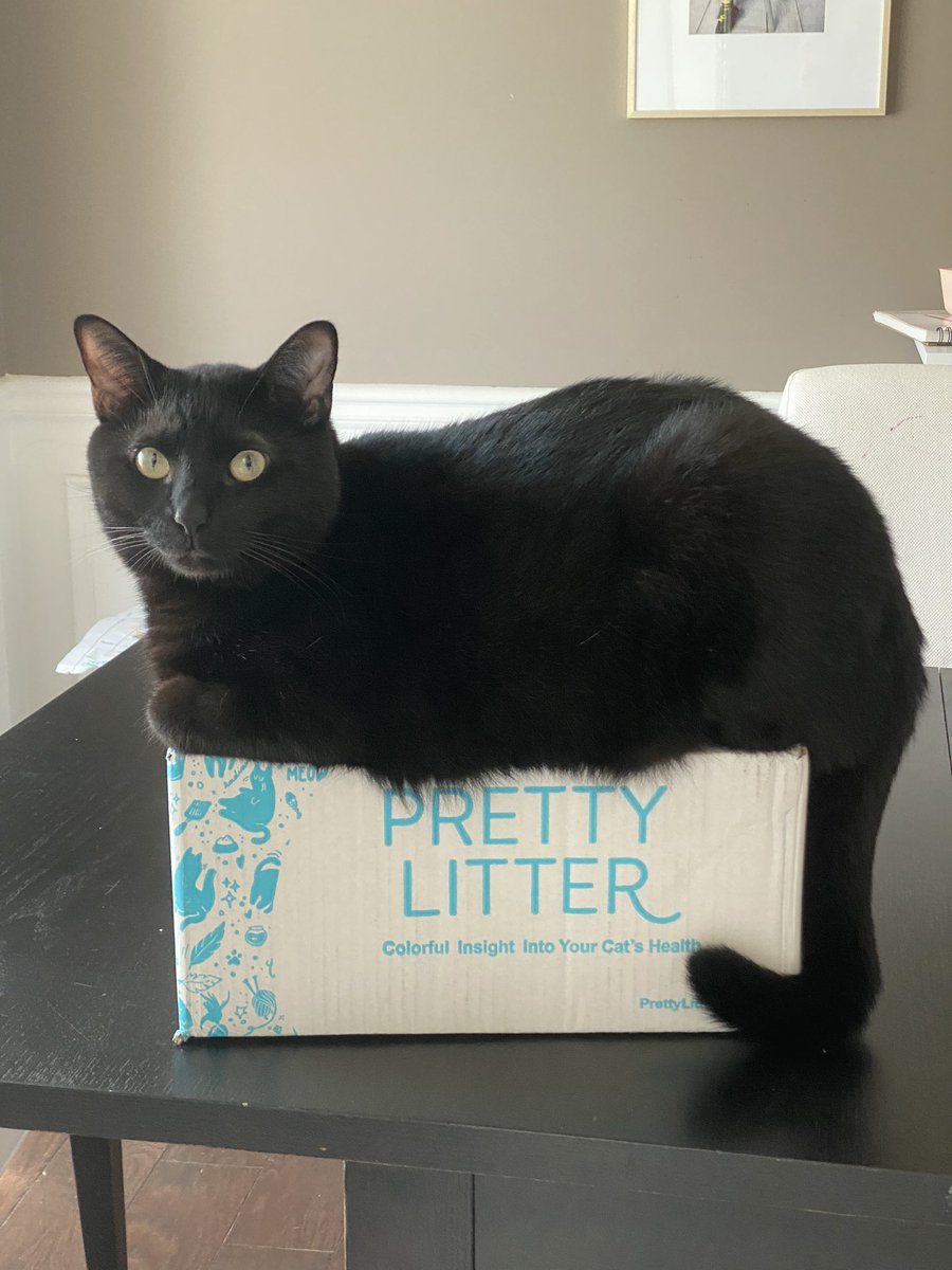 When you get a little too excited about your <a href="/PrettyLitter/">PrettyLitter</a> delivery 😸😸 <a href="/plantdad/">eden 🌙</a>