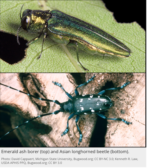 OregonStateExt's tweet photo. The Oregon Forest Pest Detector Field Guide will help you identify the emerald ash borer as well as the Asian longhorned beetle, another invasive tree pest threatening Oregon forests. https://t.co/S88IfY0nFK #EmeraldAshBorer @ORDeptForestry @ORagriculture @ForestServiceNW https://t.co/mWyo7jeGsa