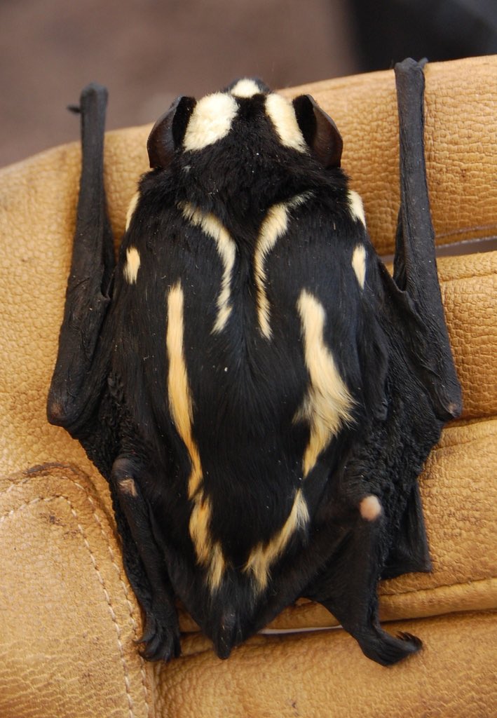 HonkIfUrHoary's tweet image. Let’s learn about the pied butterfly bat (Glauconycteris superba or Niumbaha superba), a rare vesper bat native to Africa. 🧵
📷 Jakob Fahr