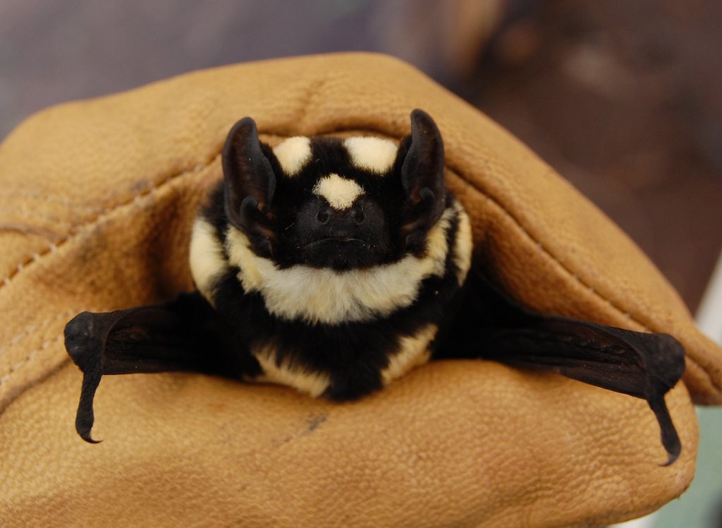 HonkIfUrHoary's tweet image. Let’s learn about the pied butterfly bat (Glauconycteris superba or Niumbaha superba), a rare vesper bat native to Africa. 🧵
📷 Jakob Fahr