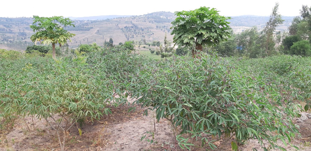 JMNtakirutimana's tweet photo. Today's @INGABOSYNDICAT1 @AgriterraRwanda  cassava field follow up was awesome! Amazed by yield obtained by farmers who adopted new technic of digging a hole of 2x2 and plant one cassava cutting!

https://t.co/wlWSSxN1Mj

Thx @RwandaAgriBoard 4 introducing new perfect varieties https://t.co/BiWxR29IXY