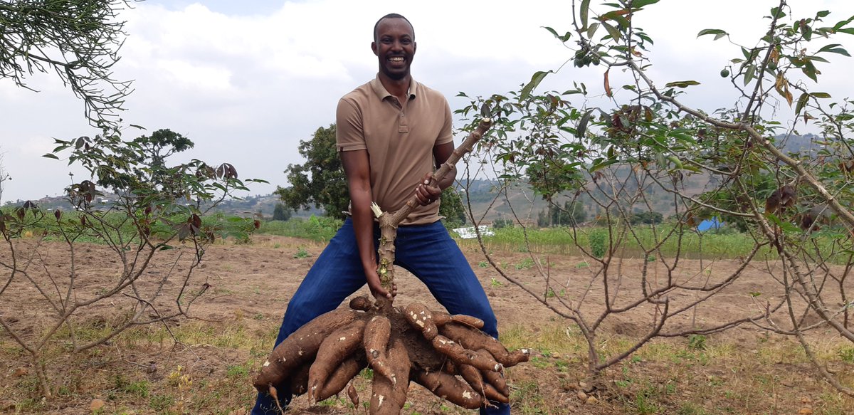JMNtakirutimana's tweet photo. Today's @INGABOSYNDICAT1 @AgriterraRwanda  cassava field follow up was awesome! Amazed by yield obtained by farmers who adopted new technic of digging a hole of 2x2 and plant one cassava cutting!

https://t.co/wlWSSxN1Mj

Thx @RwandaAgriBoard 4 introducing new perfect varieties https://t.co/BiWxR29IXY