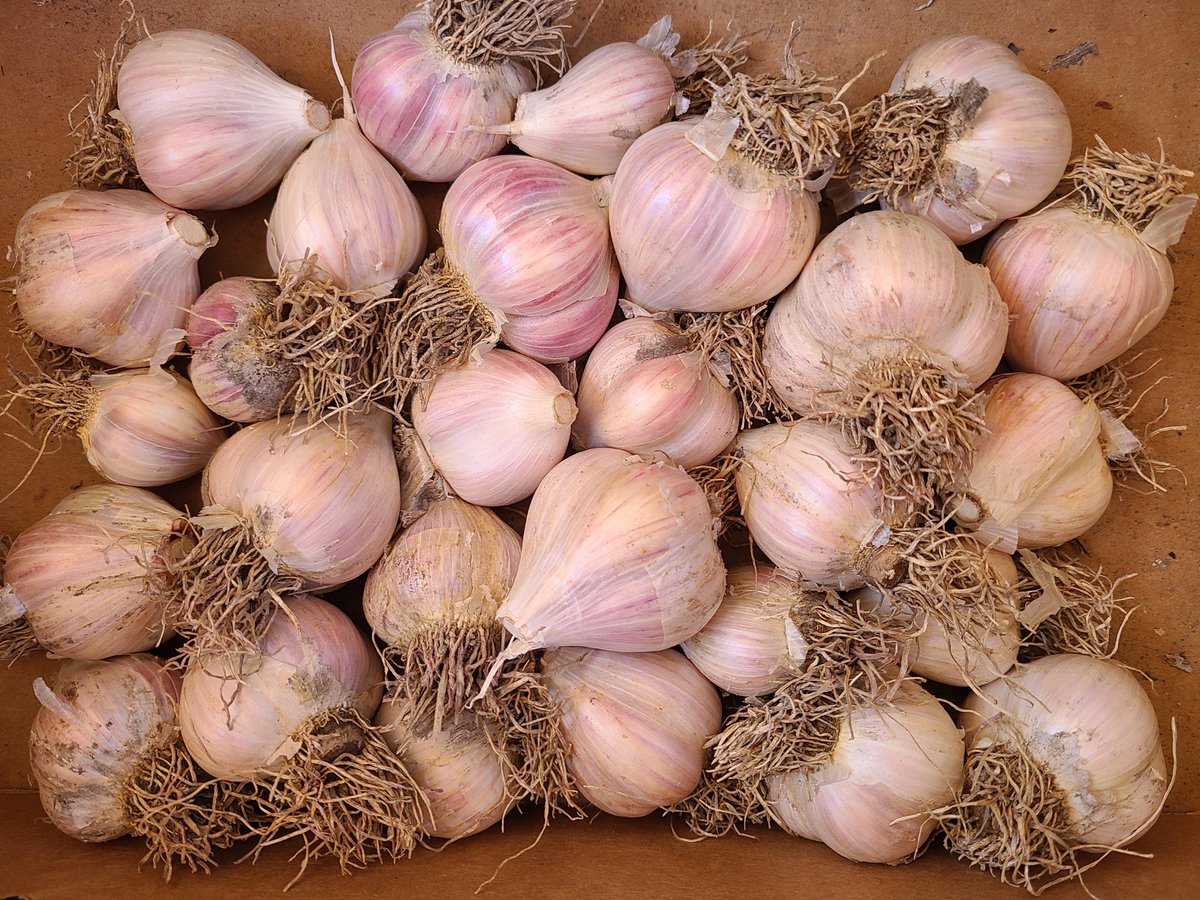 And it's ready to eat! 🧄 Gotta love garlic - this is SO flavorful! 🧄 Check out my article about garlic here:   remindfuleating.com/blog/for-the-l… 
#remindfuleating.com   #FoodISMedicine  #buylocalallegany   #imfullbook   #gardeningistherapy   #dietitiansinthegarden